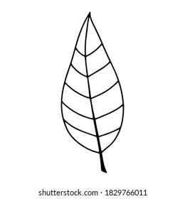 Pumpkin, leaf, acorn, mushroom.  Vector doodle element. For printing on paper, package, web banners, greeting cards. Autumn Thanksgiving day Happy Halloween party. Forest. Vegatarian food symbols.
