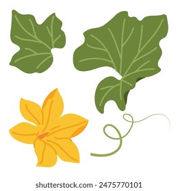 Hoja de calabaza, flor y vid planta. Estilo plano de moda dibujado a mano aislado sobre fondo transparente. Cosecha de otoño, concepto de Acción de Gracias. Ilustración vectorial