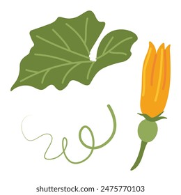 Pumpkin leaf, flower and vines plant. Hand drawn trendy flat style isolated on transparent background. Autumn Harvest, Thanksgiving concept. Vector illustration