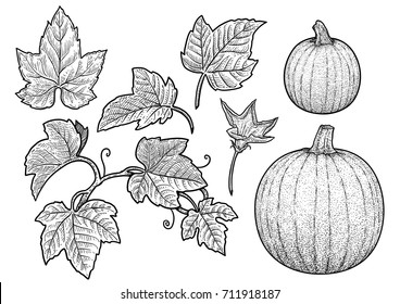 Pumpkin and leaf illustration, drawing, engraving, ink, line art, vector