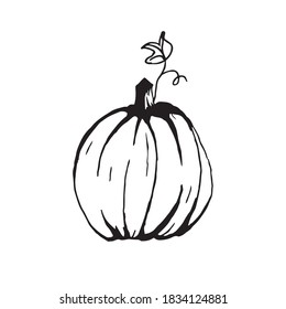 Pumpkin with leaf, sketch ink hand-drawn on white background
