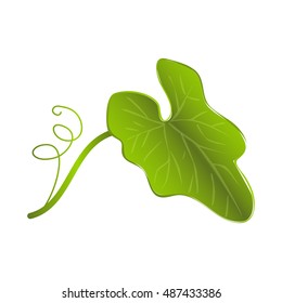 Pumpkin leaf, vector design