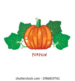 Pumpkin and leafs colorful vegetable vector icon