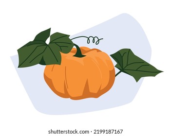 Pumpkin with leaves. Autumn vegetables. Vector image.