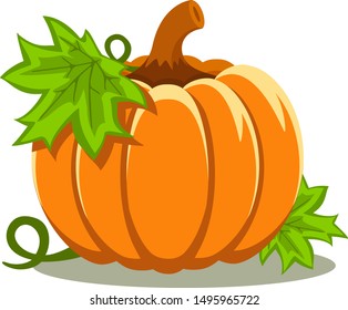 Pumpkin with leaves close-up on a white background.