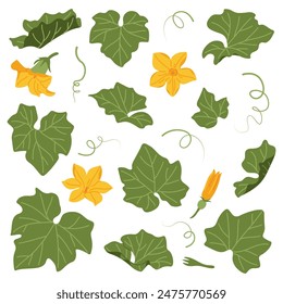 Pumpkin leaves, flowers and vines plant. Hand drawn trendy flat style isolated on transparent background. Autumn Harvest, Thanksgiving concept. Vector illustration