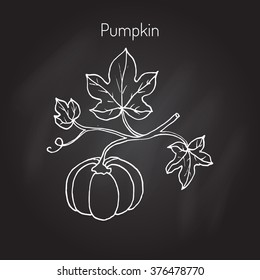 Pumpkin with leaves, garden plant. Vector illustration