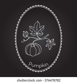 Pumpkin with leaves, garden plant. Vector illustration