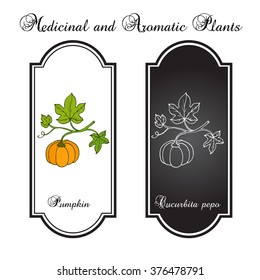 Pumpkin with leaves, garden plant. Vector illustration
