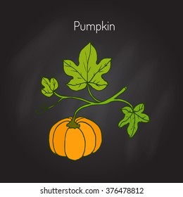 Pumpkin with leaves, garden plant. Vector illustration