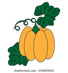 Pumpkin with leaves. Hand drawn vector illustration