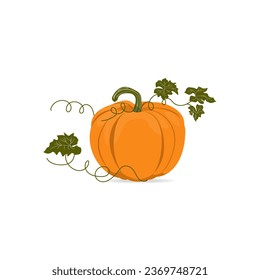 Calabaza con hojas aisladas en blanco