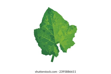 pumpkin leaves. leaf, Stem of green pumpkin leaves on a white background.