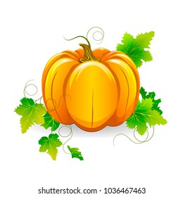 Pumpkin with leaves on a white background.                                                                                                            