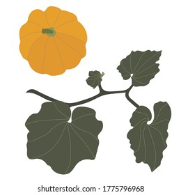 Pumpkin with leaves on a white background. Vector. isolated element. Use for decoration as a separate element