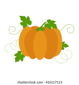 Pumpkin with leaves. Vector of pumpkin with leaves and small branches. Isolated. White background.