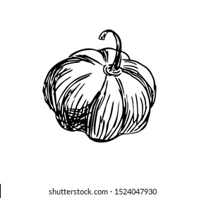 Pumpkin in line art style. Vegetable drawing.