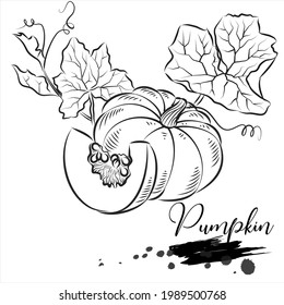 pumpkin, line art vector illustration