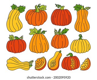 Juego de caricaturas de la línea de calabaza. El perro madura en otoño varias calabazas, enteras o rebanadas. Colección de símbolos del festival de Halloween o el Día de Acción de Gracias. Vector colorido de icono vegetal dibujado a mano en agricultura