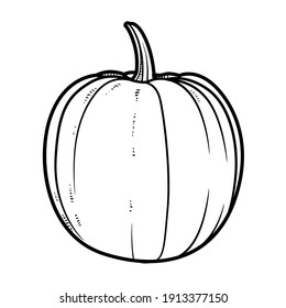 Pumpkin linear drawing on white background