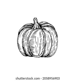 Kürbis-lineares Grafikdesign. Schwarz-Weiß-Bild von Gemüse. Vektorgrafik-Linie