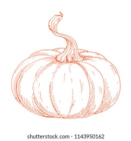 Pumpkin linear graphic design. Contour image of vegetables. Vector illustration line art