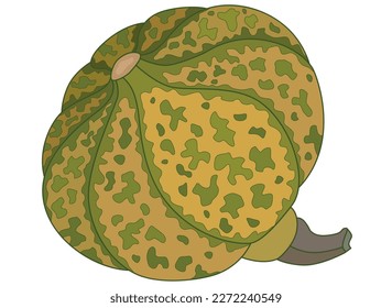 Pumpkin motley spotted - vector full color picture. The pumpkin fruit with picturesque spots is a vegetable healthy food.