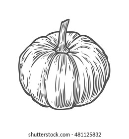 Pumpkin. Natural organic hand drawn vector sketch engraved illustration. Autumn vegetable, berry Isolated on white background