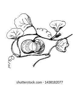 Pumpkin on the branch. Vector botanical illustration. Sketch.
