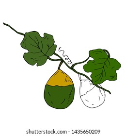 Pumpkin on the branch. Vector illustration.