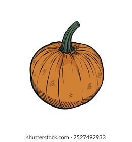 Pumpkin on white background . Hand drawn vintage style . Vector illustration . Autumn. Halloween 