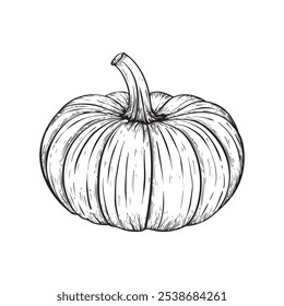 Kürbis auf weißem Hintergrund. Handgezeichneter Vintage-Stil. Vektorgrafik. Herbst. Halloween. Geeignet für Verpackungsdesign.