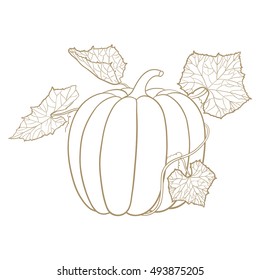 Pumpkin. Outline doodle. Vector illustration isolated on white background