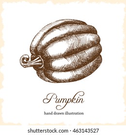 Pumpkin is painted by hand in a graphic style. Autumn. Vector illustration. Sketch.
