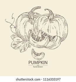 Pumpkin: piece of pumpkin, leaf. Vector hand drawn illustration.