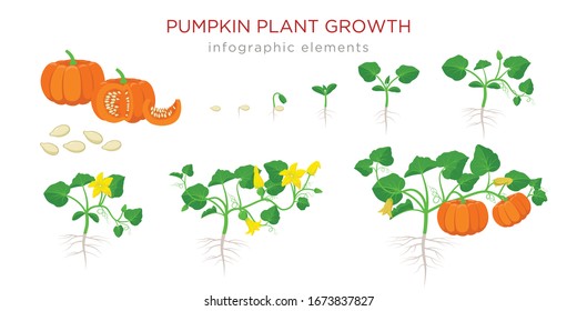 Pumpkin plant growth stages infographic elements in flat design  Planting process Cucurbita from seeds  sprout to ripe vegetable  plant life cycle isolated white background vector illustration 