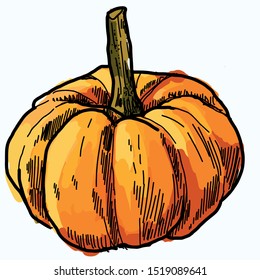 Pumpkin plant halloween vector graphic hand-drawn