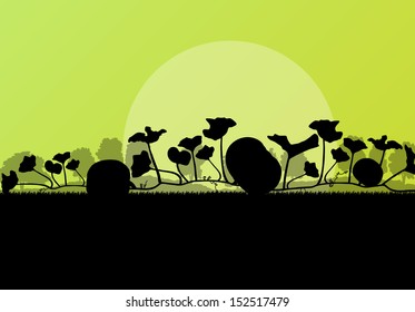 Pumpkin plants with rich harvest on a field