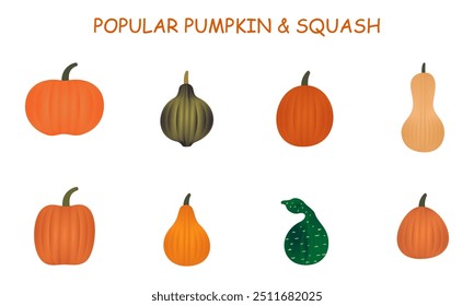 pumpkin and quash set, various types of popular pumpkins and squash. vector illustration isolated on white background.