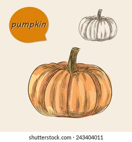 PUMPKIN. Realistic sketch 