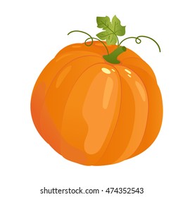 Pumpkin realistic vector