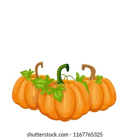 pumpkin ripe orange, vector illustration