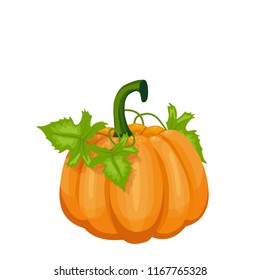 pumpkin ripe orange, vector illustration