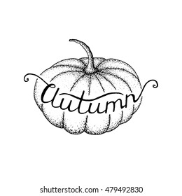 Pumpkin season. Autumn lettering. Different varieties of pumpkins. Sketches of orange pumpkins. Vector illustration of the autumn harvest. 