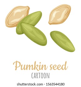 Pumpkin seed cartoon vector illustration, isolated close-up realistic colorful nut.