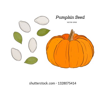 Pumpkin Seed, Hand Draw Sketch Vector.