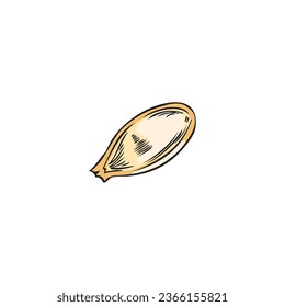 Pumpkin seed, vector sketch style illustration isolated on white background. Hand drawn nature element in colored engraving. Retro drawing, cartoon grain of gourd closed in a shell. Ink outline art.