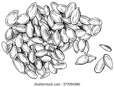 Pumpkin seeds - hand drawn vector illustration, isolated on white