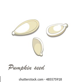 Pumpkin seeds - hand drawn vector illustration, isolated on white