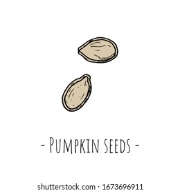Pumpkin seeds. Isolated objects on a white background. Hand-drawn style. Vector cartoon illustrations.